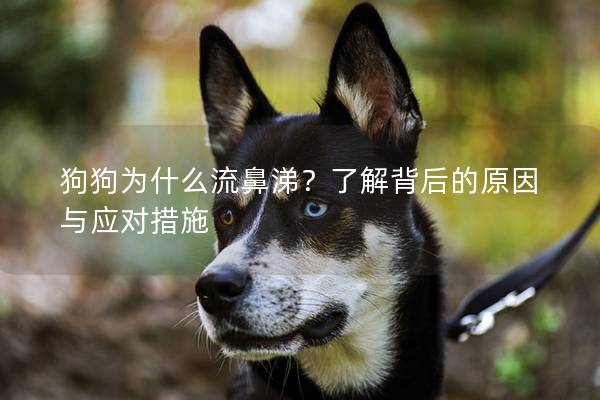 狗狗为什么流鼻涕？了解背后的原因与应对措施
