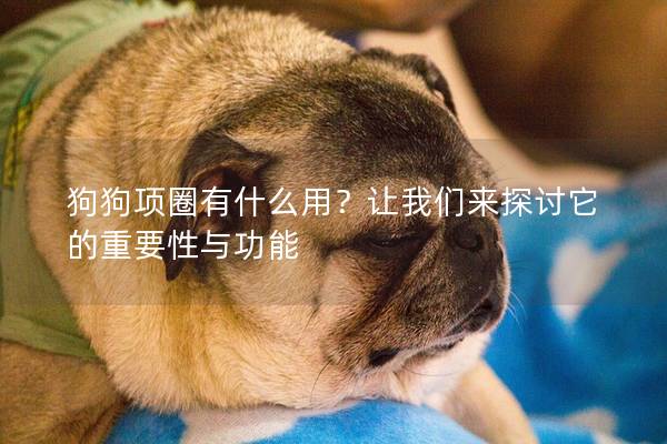 狗狗项圈有什么用？让我们来探讨它的重要性与功能
