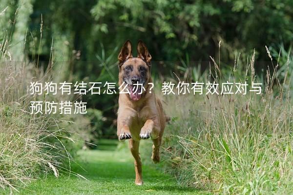 狗狗有结石怎么办？教你有效应对与预防措施