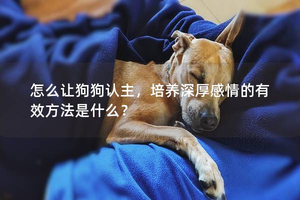 怎么让狗狗认主，培养深厚感情的有效方法是什么？