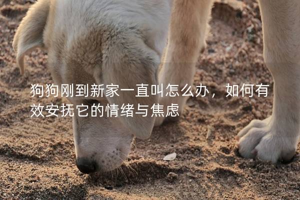 狗狗刚到新家一直叫怎么办，如何有效安抚它的情绪与焦虑