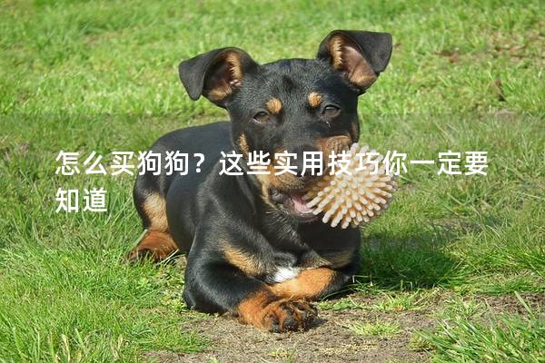 怎么买狗狗？这些实用技巧你一定要知道
