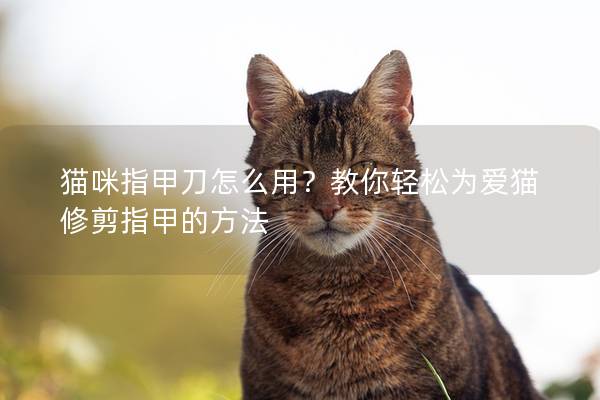 猫咪指甲刀怎么用？教你轻松为爱猫修剪指甲的方法