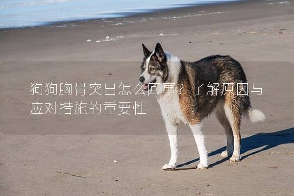 狗狗胸骨突出怎么回事？了解原因与应对措施的重要性
