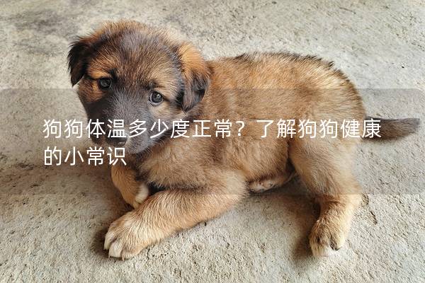 狗狗体温多少度正常？了解狗狗健康的小常识
