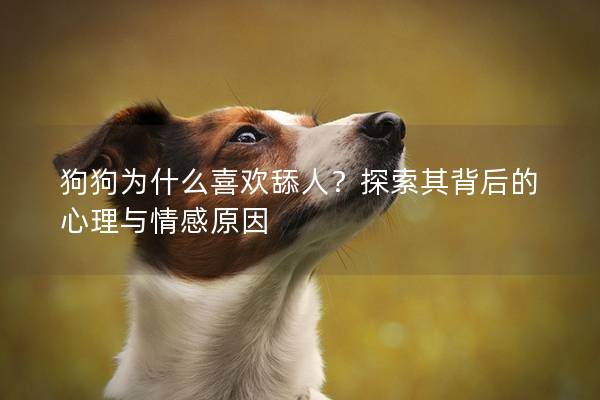 狗狗为什么喜欢舔人？探索其背后的心理与情感原因