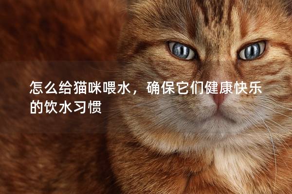 怎么给猫咪喂水，确保它们健康快乐的饮水习惯