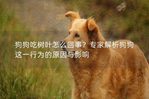 狗狗吃树叶怎么回事？专家解析狗狗这一行为的原因与影响