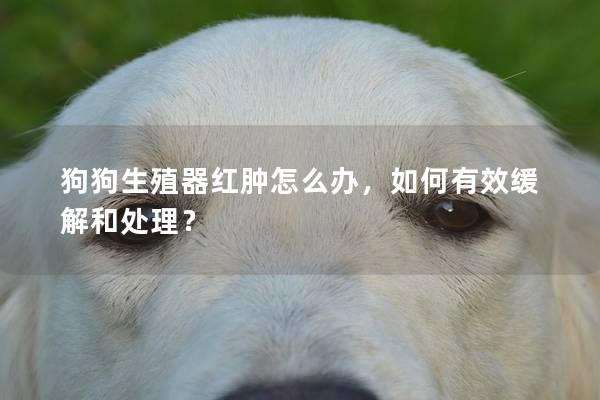 狗狗生殖器红肿怎么办，如何有效缓解和处理？