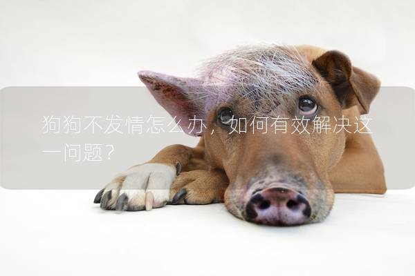 狗狗不发情怎么办，如何有效解决这一问题？