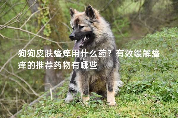 狗狗皮肤瘙痒用什么药？有效缓解瘙痒的推荐药物有哪些
