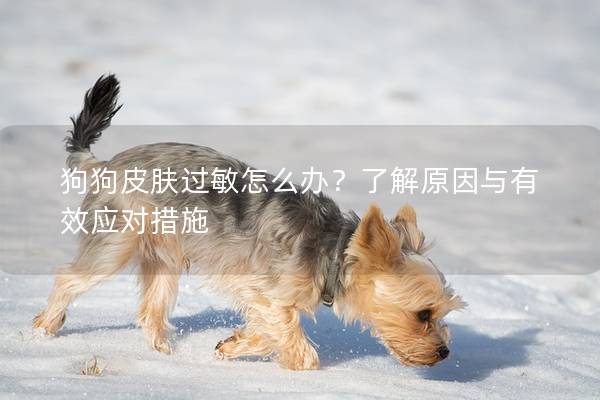 狗狗皮肤过敏怎么办？了解原因与有效应对措施