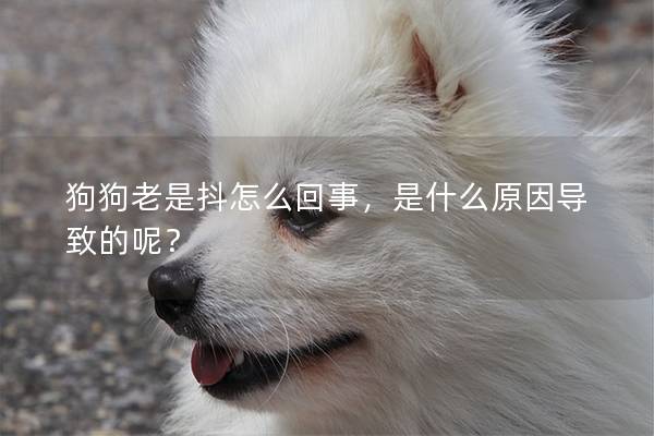狗狗老是抖怎么回事，是什么原因导致的呢？