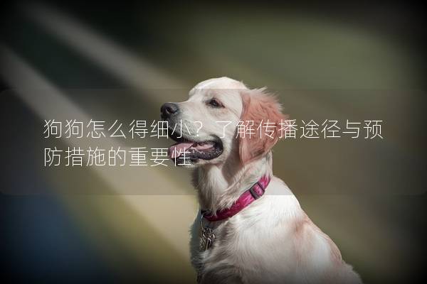 狗狗怎么得细小？了解传播途径与预防措施的重要性