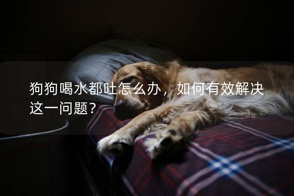 狗狗喝水都吐怎么办，如何有效解决这一问题？