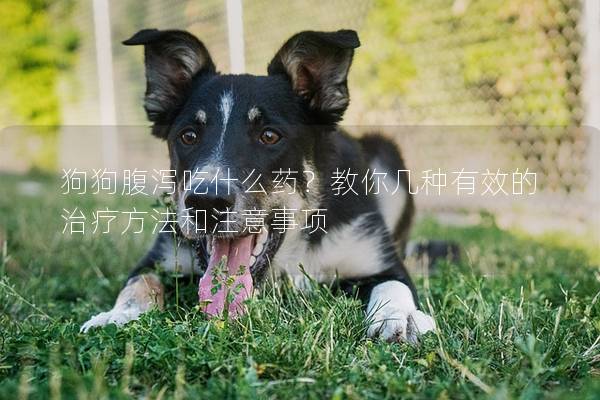 狗狗腹泻吃什么药？教你几种有效的治疗方法和注意事项