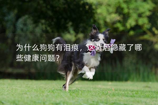 为什么狗狗有泪痕，这背后隐藏了哪些健康问题？