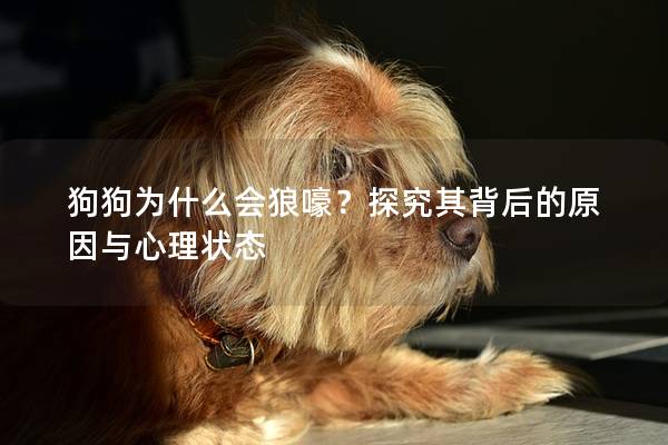 狗狗为什么会狼嚎？探究其背后的原因与心理状态