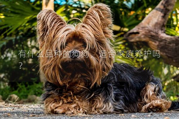 有什么品种的狗狗，适合家庭养护吗？