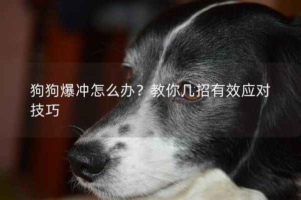 狗狗爆冲怎么办？教你几招有效应对技巧