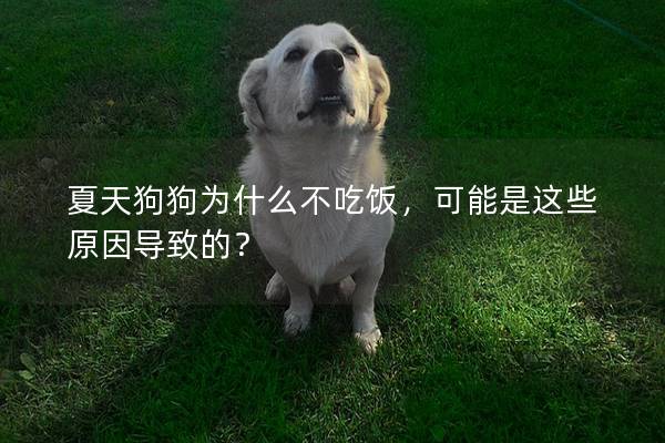 夏天狗狗为什么不吃饭，可能是这些原因导致的？