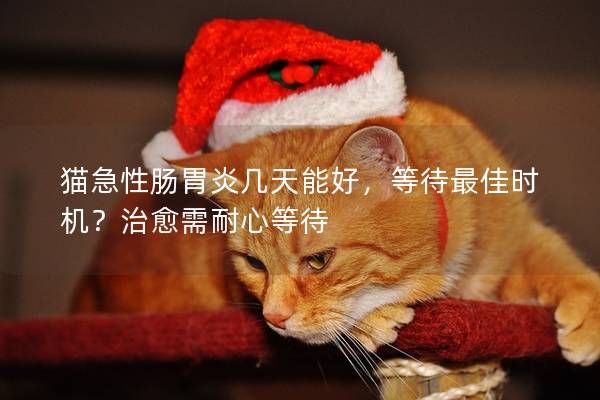 猫急性肠胃炎几天能好，等待最佳时机？治愈需耐心等待