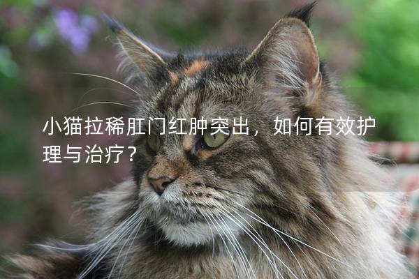 小猫拉稀肛门红肿突出，如何有效护理与治疗？