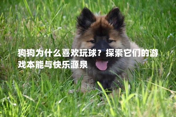 狗狗为什么喜欢玩球？探索它们的游戏本能与快乐源泉