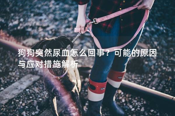 狗狗突然尿血怎么回事？可能的原因与应对措施解析