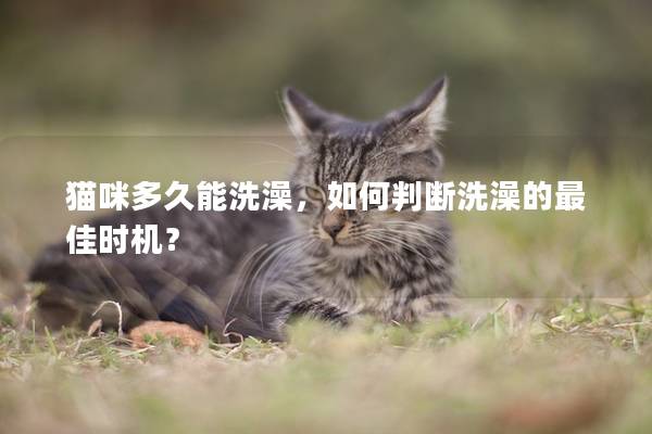 猫咪多久能洗澡，如何判断洗澡的最佳时机？