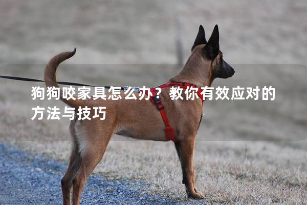 狗狗咬家具怎么办？教你有效应对的方法与技巧