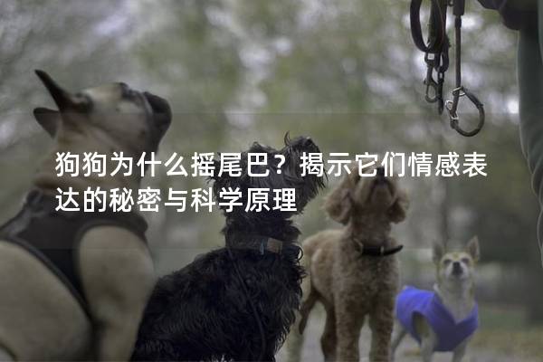 狗狗为什么摇尾巴？揭示它们情感表达的秘密与科学原理
