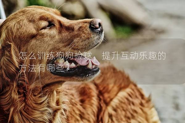 怎么训练狗狗捡球，提升互动乐趣的方法有哪些？
