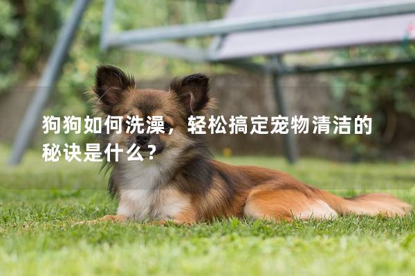 狗狗如何洗澡，轻松搞定宠物清洁的秘诀是什么？