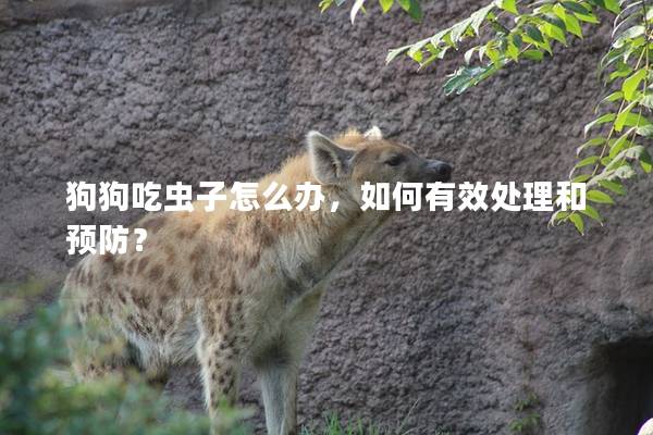 狗狗吃虫子怎么办，如何有效处理和预防？
