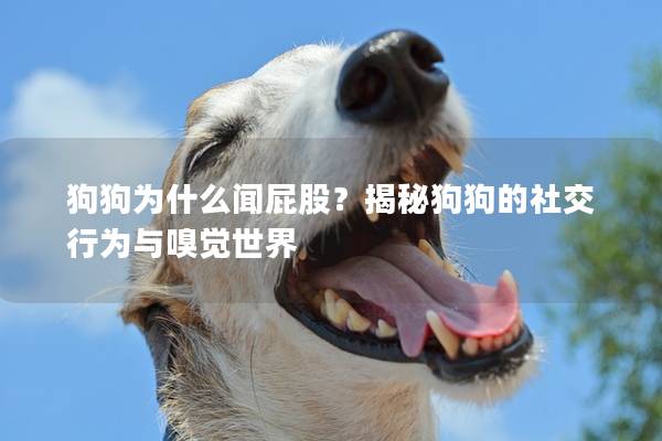 狗狗为什么闻屁股？揭秘狗狗的社交行为与嗅觉世界