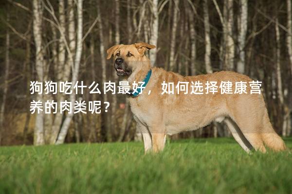 狗狗吃什么肉最好，如何选择健康营养的肉类呢？