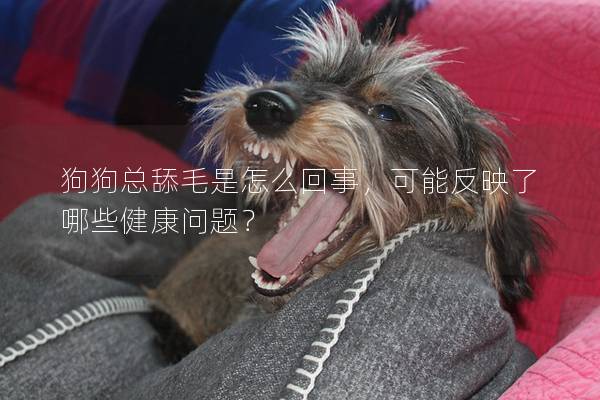 狗狗总舔毛是怎么回事，可能反映了哪些健康问题？