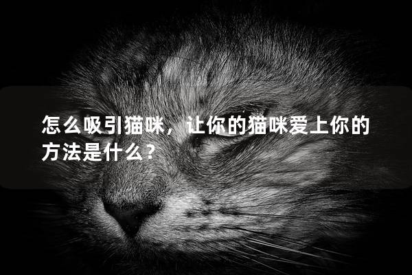 怎么吸引猫咪，让你的猫咪爱上你的方法是什么？