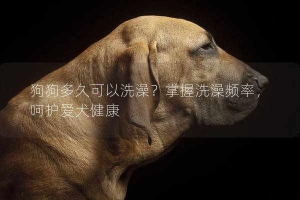 狗狗多久可以洗澡？掌握洗澡频率，呵护爱犬健康