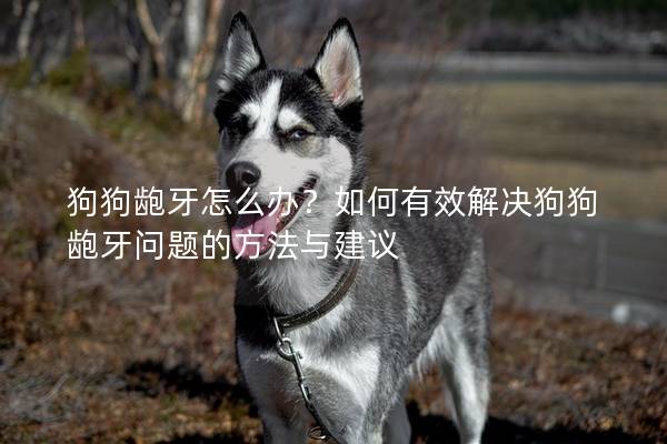 狗狗龅牙怎么办？如何有效解决狗狗龅牙问题的方法与建议