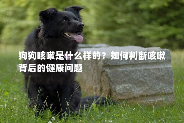 狗狗咳嗽是什么样的？如何判断咳嗽背后的健康问题