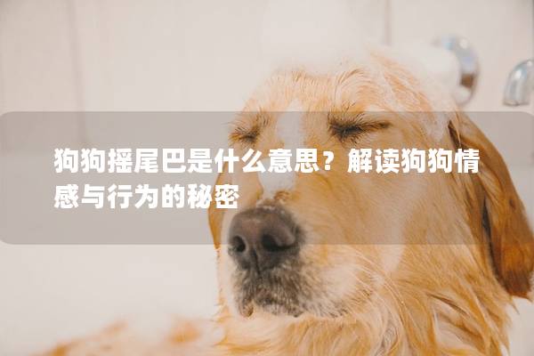 狗狗摇尾巴是什么意思？解读狗狗情感与行为的秘密
