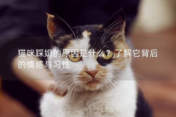 猫咪踩奶的原因是什么？了解它背后的情感与习性