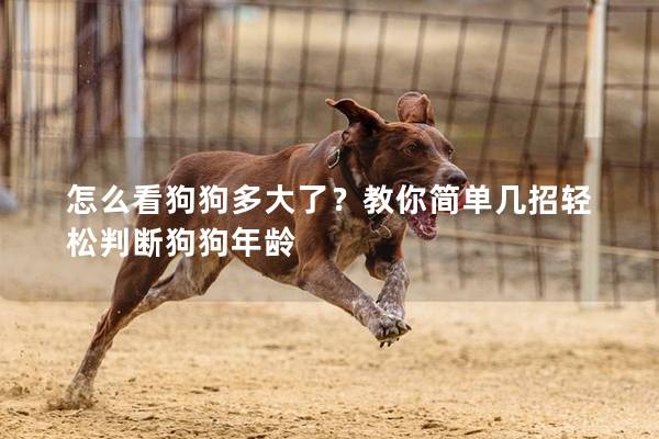 怎么看狗狗多大了？教你简单几招轻松判断狗狗年龄