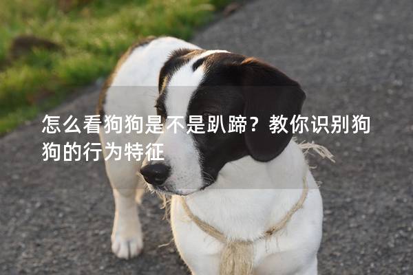 怎么看狗狗是不是趴蹄？教你识别狗狗的行为特征