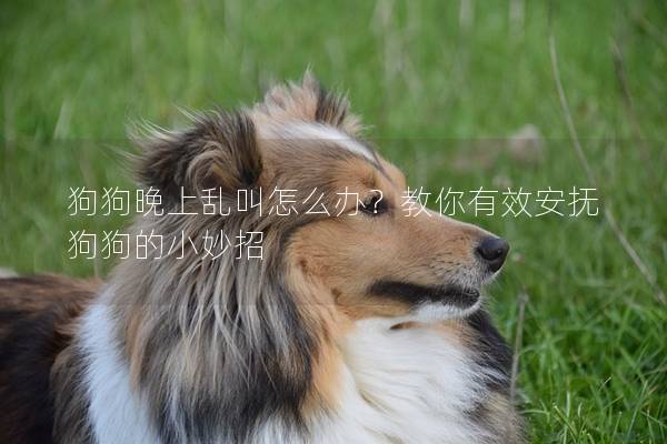 狗狗晚上乱叫怎么办？教你有效安抚狗狗的小妙招