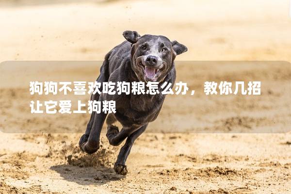 狗狗不喜欢吃狗粮怎么办，教你几招让它爱上狗粮