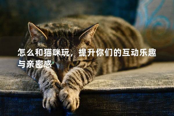 怎么和猫咪玩，提升你们的互动乐趣与亲密感