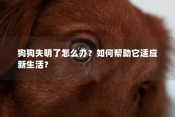 狗狗失明了怎么办？如何帮助它适应新生活？